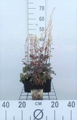 Heucherella hybr. 'Quicksilver'®