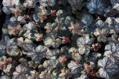Heuchera hybr. 'Regina'