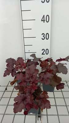 Heuchera hybr. 'Red Sea'®
