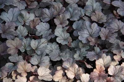 Heuchera hybr. 'Silver Gumdrop'®