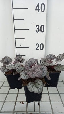 Heuchera hybr. 'Sugar Plum'®