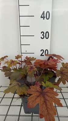 Heucherella hybr. 'Sweet Tea'®