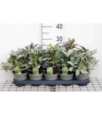 Helleborus sternii