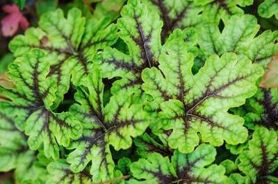 Heucherella hybr. 'Tapestry'®