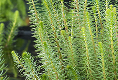 Hippuris vulgaris