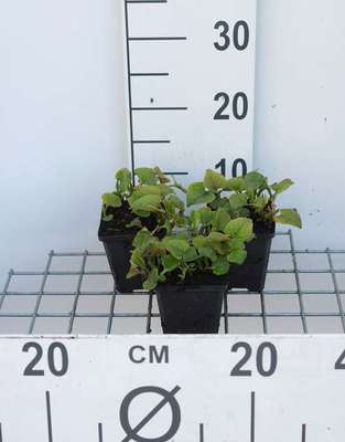 Houttuynia cordata