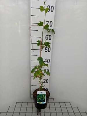Humulus lupulus