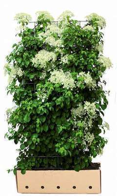 Hydrangea anomala 'Petiolaris'