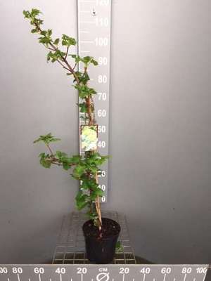 Hydrangea anomala 'Petiolaris'