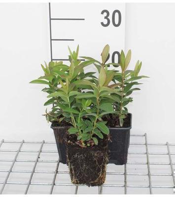 Hypericum calycinum