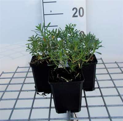 Iberis sempervirens