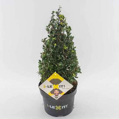 Ilex cren. 'Dark Green'®