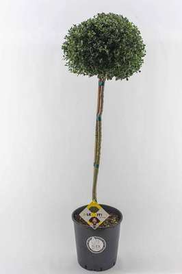 Ilex cren. 'Dark Green'®