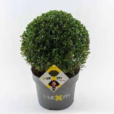 Ilex cren. 'Dark Green'®