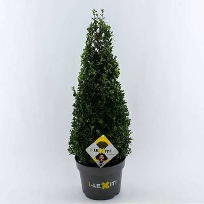 Ilex cren. 'Dark Green'®