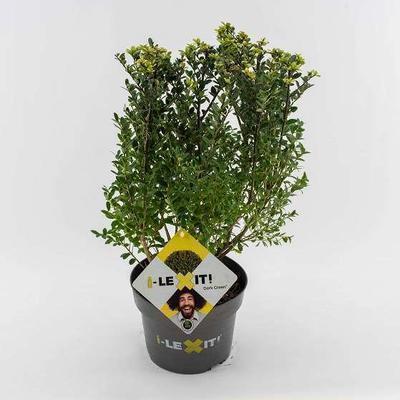 Ilex cren. 'Dark Green'®