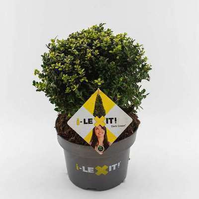 Ilex cren. 'Dark Green'®