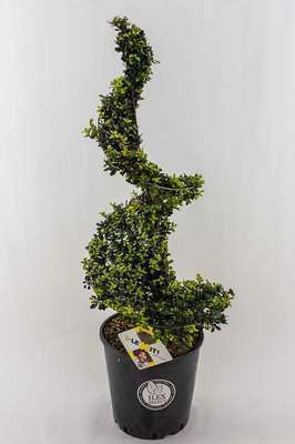 Ilex cren. 'Dark Green'®