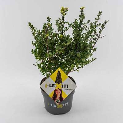 Ilex cren. 'Dark Green'®