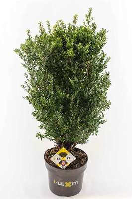 Ilex cren. 'Dark Green'®