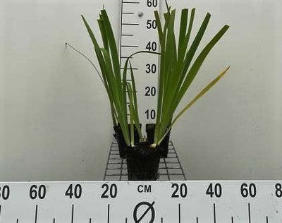 Iris louis. 'Black Gamecock'