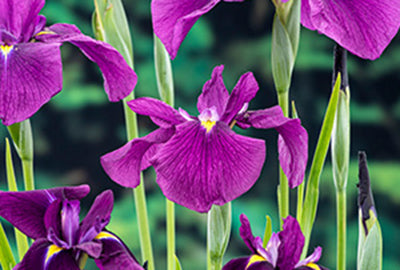Iris ensata (= kaempferi)