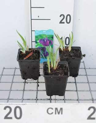 Iris ens. 'Variegata'