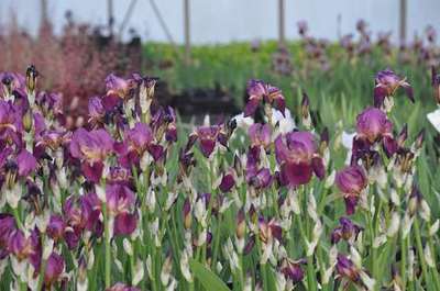 Iris (germ.) 'Imperator'