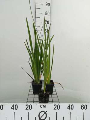 Iris pseudacorus