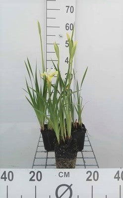 Iris sib. 'Butter And Sugar'