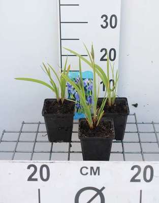 Iris setosa