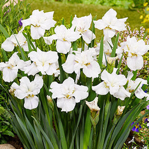 Iris sib. 'Not Quite White'