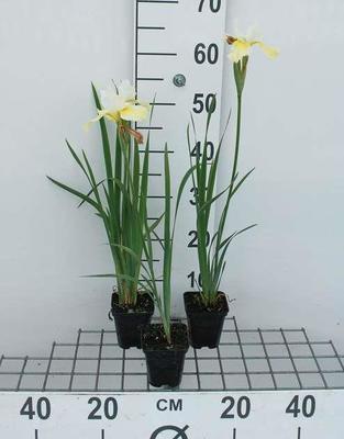 Iris sib. 'Snow Queen'