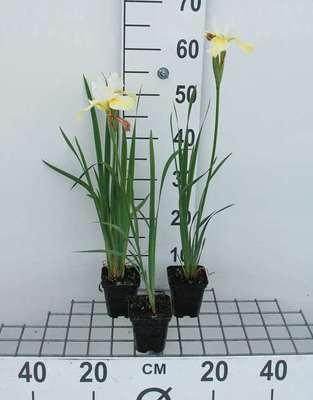 Iris sib. 'Snow Queen'