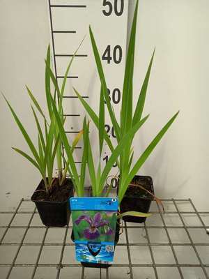 Iris versicolor