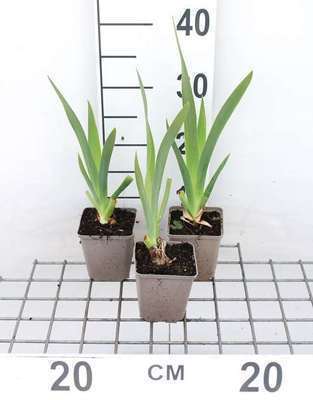 Iris (germ.) 'White Knight'