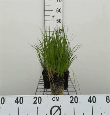 Juncus ensifolius