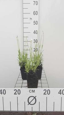 Lavandula angustifolia (=officinalis)