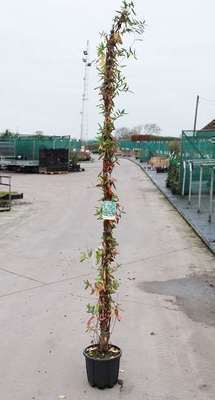 Lonicera jap. 'Halliana'
