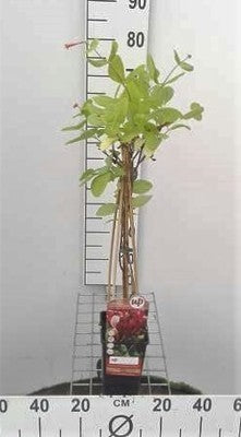 Lonicera jap. 'Red World'