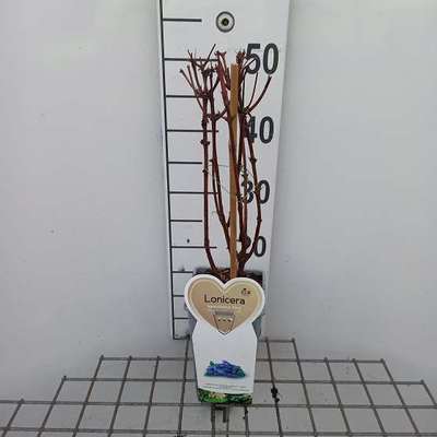 Lonicera kamt. 'Altaj'