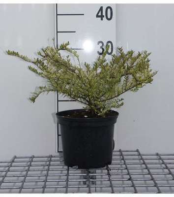 Lonicera nit. 'Lemon Beauty'