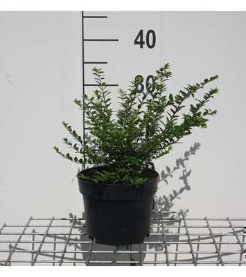 Lonicera nit. 'Maigruen'