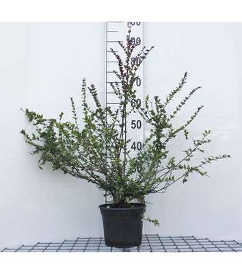 Lonicera nit. 'Red Tips'