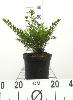 Lonicera pileata