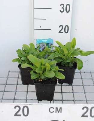 Lobelia siphilitica