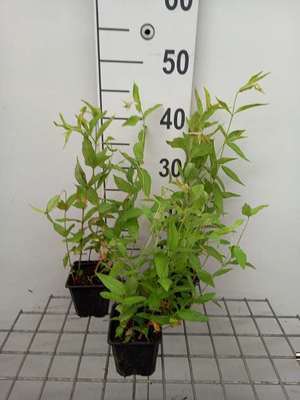 Lysimachia vulgaris