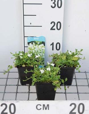 Mazus reptans 'Albus'