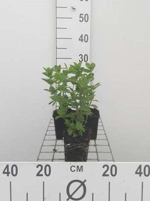 Mentha spic. 'Marocco'