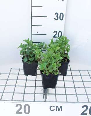 Mentha spicata